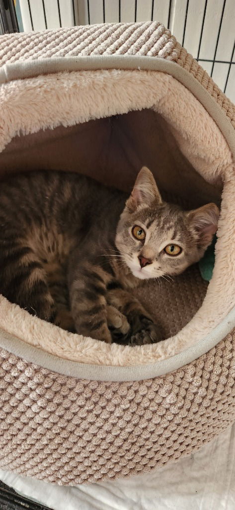 adoptable Cat in Libertyville, IL named Hannah