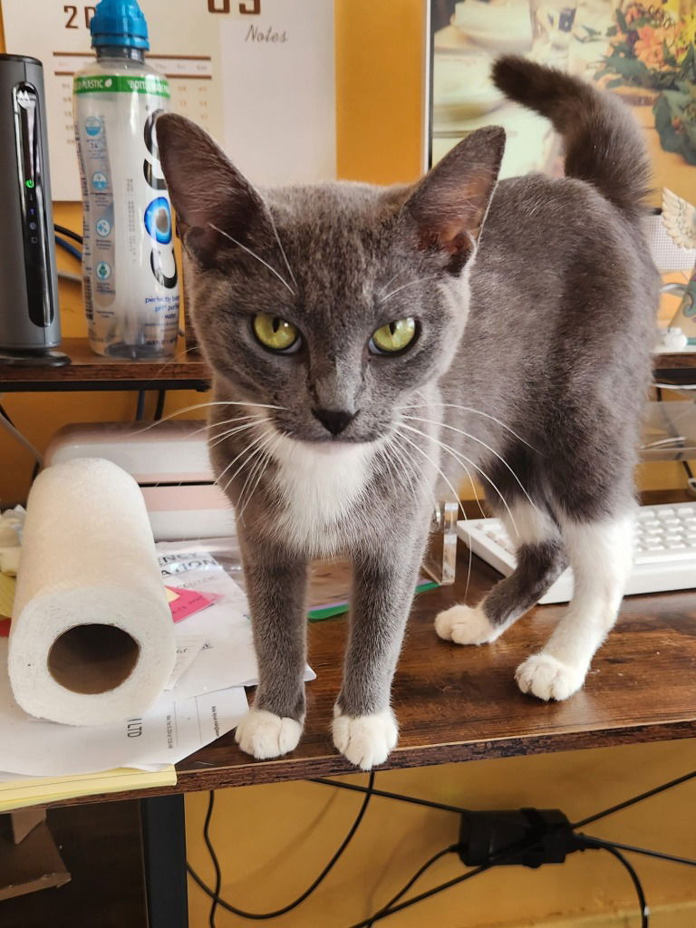 adoptable Cat in Libertyville, IL named Shanty