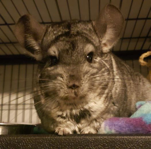 adoptable Chinchilla in Libertyville, IL named Stormie