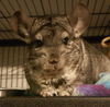 adoptable Chinchilla in  named Stormie