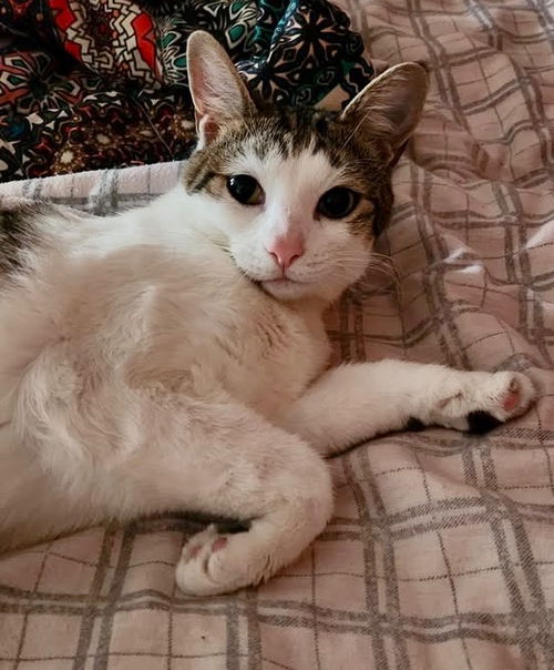 picture of the cat needing adoption