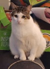 Mittens - Photo 2