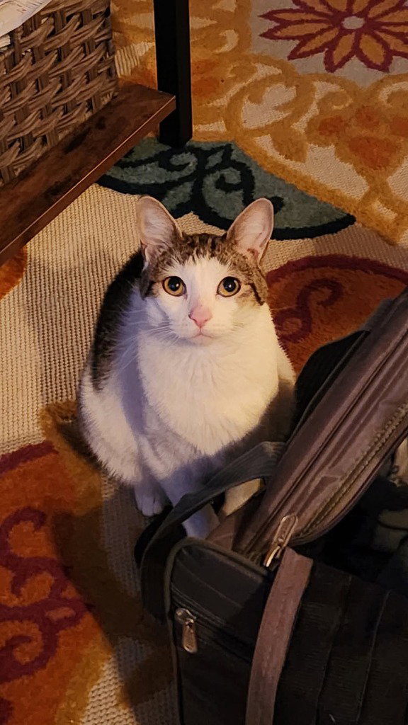 Mittens