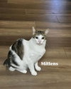 Mittens - Photo 4