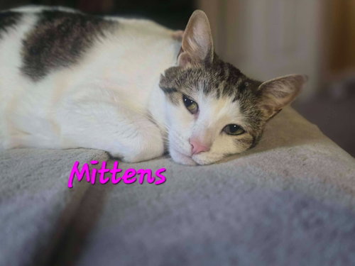 Photo 2 of Mittens