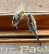 adoptable Bird in libertyville, IL named Pearl