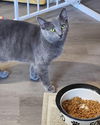 adoptable Cat in libertyville, IL named Whisper