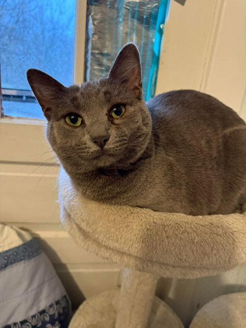 WHISPER - Domestic Short Hair available for adoption