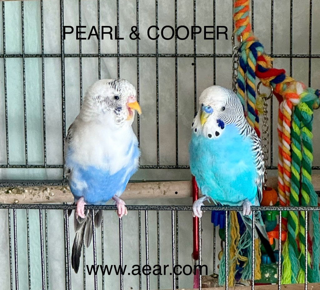 adoptable Bird in Libertyville, IL named Cooper