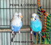 adoptable Bird in  named Cooper