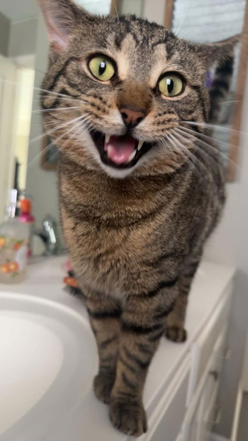 picture of the cat needing adoption