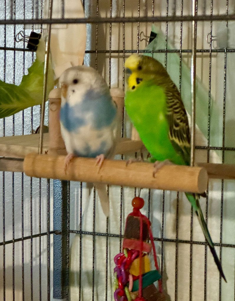adoptable Bird in Libertyville, IL named Pumpkin
