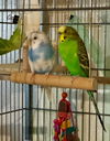 adoptable Bird in libertyville, IL named Pumpkin