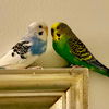 adoptable Bird in libertyville, IL named Princess