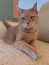 adoptable Cat in libertyville, IL named Pumpkin