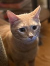 adoptable Cat in , IL named Butter