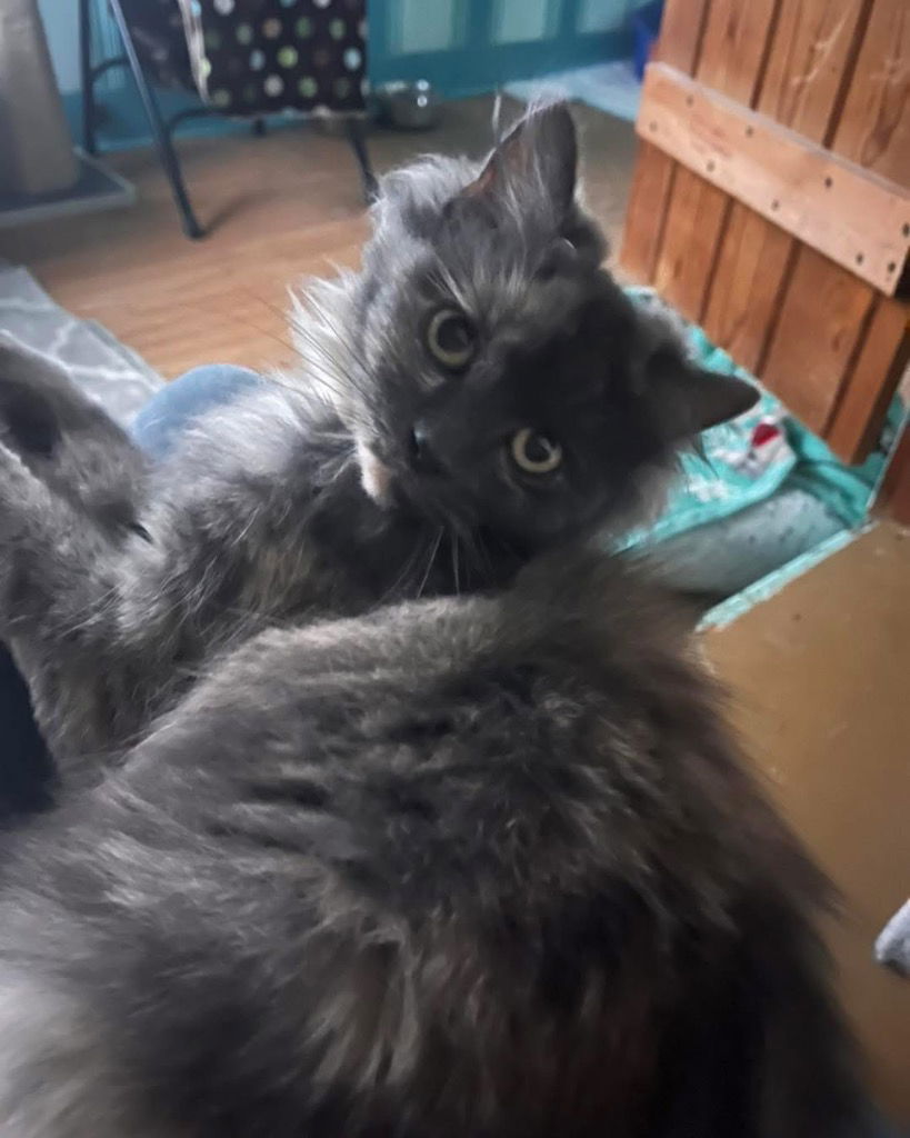 adoptable Cat in Libertyville, IL named Sally