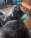 adoptable Cat in libertyville, IL named Sally
