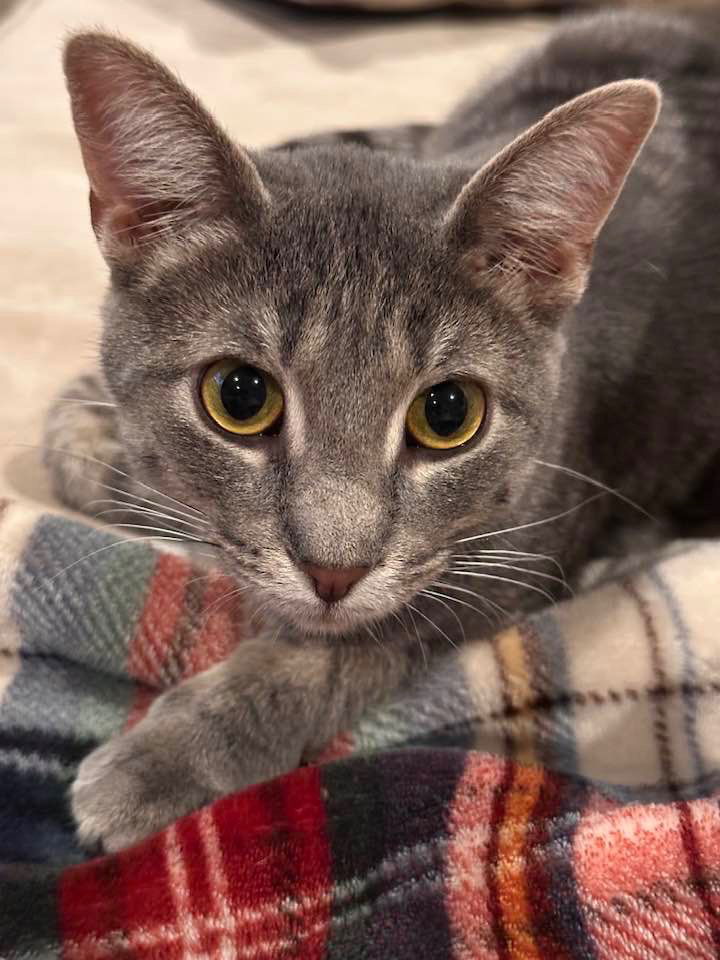 adoptable Cat in Libertyville, IL named Norman