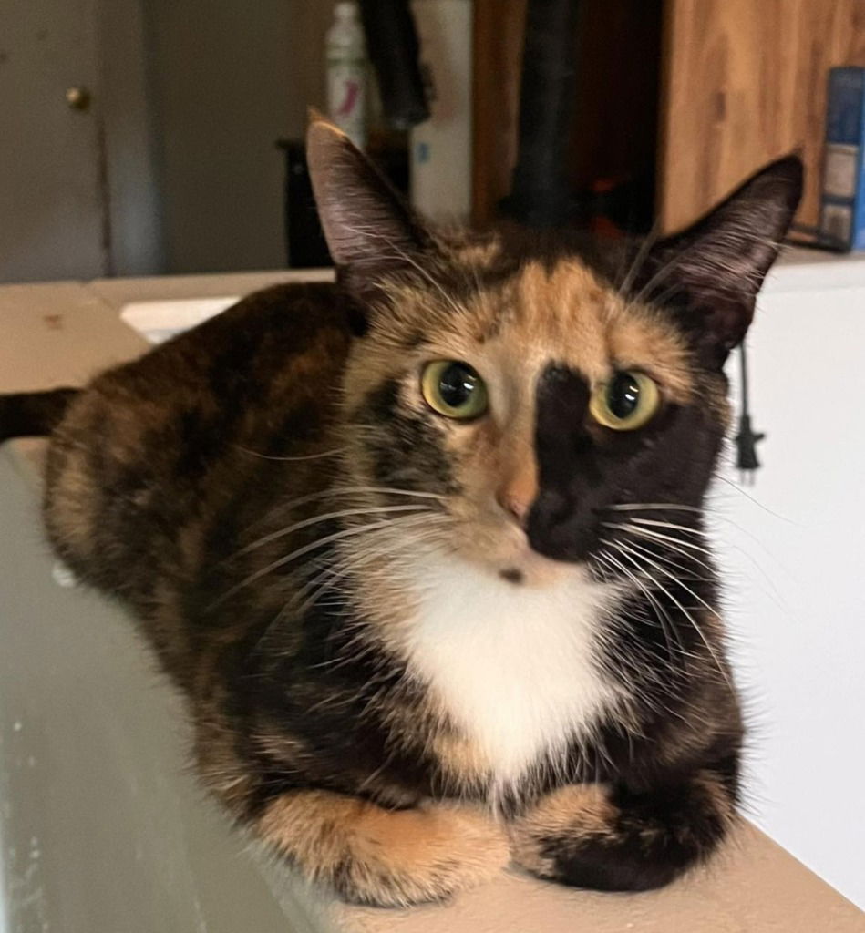 adoptable Cat in Libertyville, IL named Freida