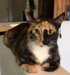 adoptable Cat in libertyville, IL named Freida