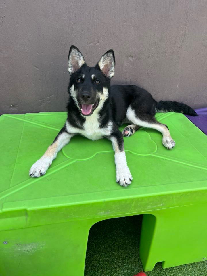 adoptable Dog in Libertyville, IL named Jill