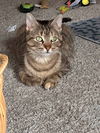 adoptable Cat in libertyville, IL named Roxie