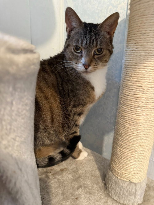 ROXIE - Domestic Short Hair available for adoption