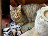 Roxie - Photo 3