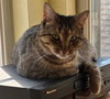Roxie - Photo 4