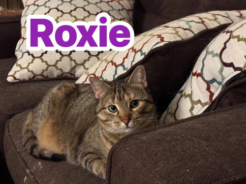 Roxie, Adult Domestic Short Hair / Mixed, cat for adoption in Orland Park, Illinois