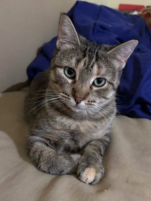 ROXIE - Domestic Short Hair for adoption in Kenosha