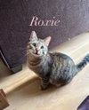 Roxie - Photo 2