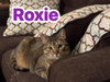 Roxie - Photo 3
