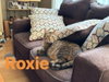 Roxie - Photo 2