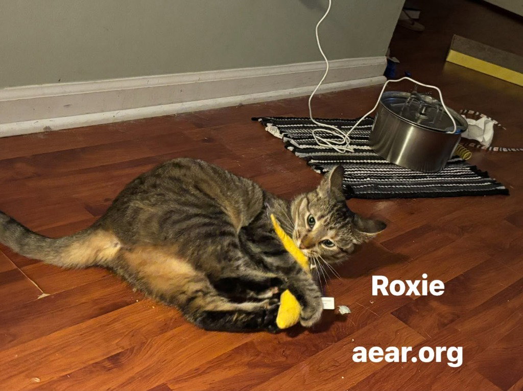 Roxie, photo 2