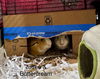 adoptable Guinea Pig in libertyville, IL named Toffee