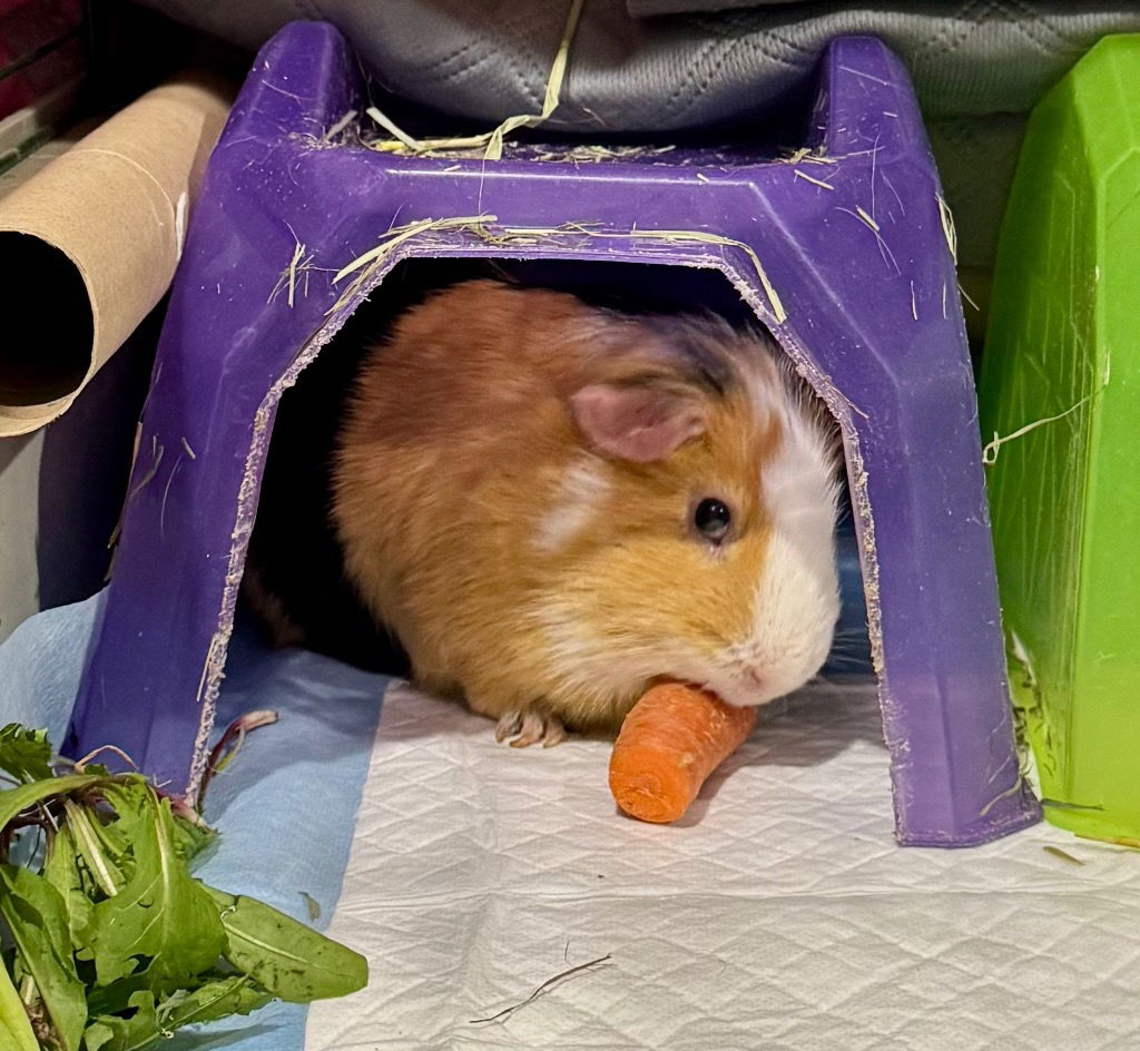 adoptable Guinea Pig in Libertyville, IL named Toffee