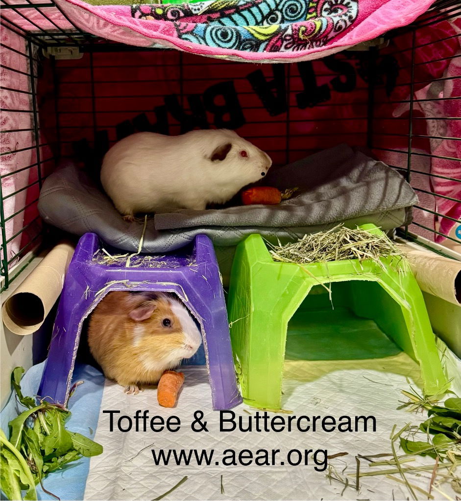 adoptable Guinea Pig in Libertyville, IL named Buttercream