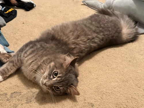 picture of the cat needing adoption