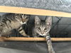 adoptable Cat in  named Bach