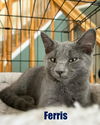 adoptable Cat in libertyville, IL named Ferris