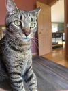adoptable Cat in libertyville, IL named White Dove