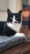 adoptable Cat in libertyville, IL named Rosa (Rosie)
