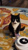 adoptable Cat in libertyville, IL named Emma