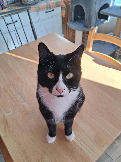 EMMA - Domestic Short Hair available for adoption