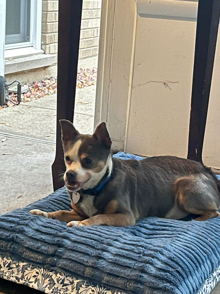adoptable Dog in Libertyville, IL named Rocky
