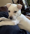 adoptable Dog in libertyville, IL named Iris