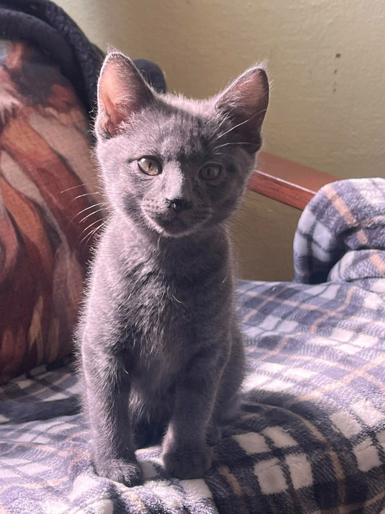 adoptable Cat in Libertyville, IL named Pear