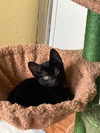 adoptable Cat in  named Apple